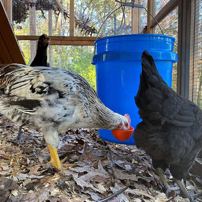 Automatic Chicken Waterer Cups Chicken Water Feeder Random Color - Drinking Fountain by PMC Jewellery | Online Shopping South Africa | PMC Jewellery